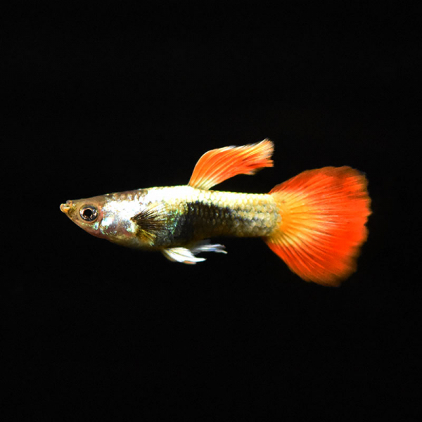 Guppy Männchen Neon Flame, Poecilia reticulata